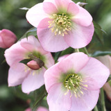 Helleborus Single collection