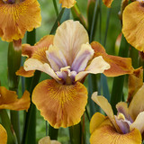 Iris sibirica 'Colonel Mustard'