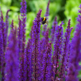 Salvia nemorosa 'Caradonna'