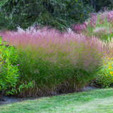 Panicum virgatum 'Heavy Metal'