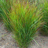 Panicum virgatum Collection