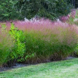 Panicum virgatum Collection
