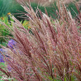 Miscanthus sinensis 'Ferner Osten'