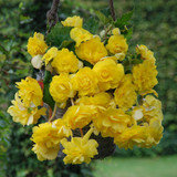 Begonia Giant Cascading Yellow 3/4cm Tubers