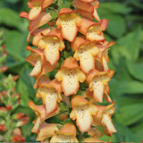 Digitalis Illumination Collection