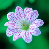 Hardy Geranium Collection