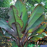 Musa ensete 'Maurelii'