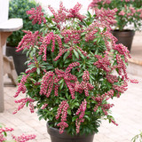 Pieris japonica 'Passion'