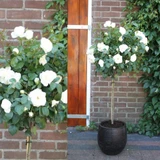 3 Miniature Standard Roses