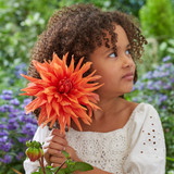 Dahlia 'Color Spectacle'