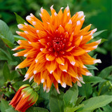 Dahlia 'Color Spectacle'