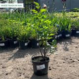 Syringa vulgaris 'Charles Joly'