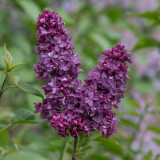 Syringa vulgaris 'Charles Joly'