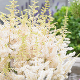 Astilbe chinensis 'Visions in White' Potted