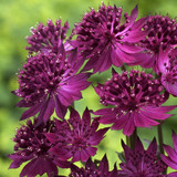 Astrantia major 'Venice' Potted