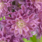 Delphinium 'Flamenco' Potted