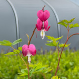 Dicentra spectabilis (Potted)