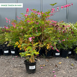 Dicentra spectabilis (Potted)