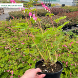 Dicentra spectabilis (Potted)