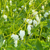 Dicentra spectabilis 'Alba' Potted