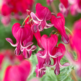Dicentra 'Burning Hearts' Potted