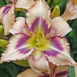 Hemerocallis 'Destined to See' 1L