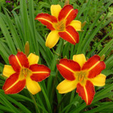 Hemerocallis 'Frans Hals'