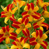 Hemerocallis 'Frans Hals'