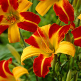 Hemerocallis 'Frans Hals'