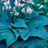Hosta 'Halcyon'