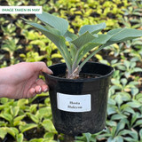 Hosta 'Halcyon'
