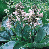 Hosta sieboldiana 'Elegans' Potted