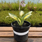 Hosta 'Touch Of Class'