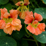 Nasturtium 'Salmon Baby'