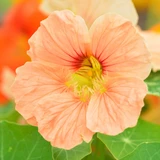 Nasturtium 'Salmon Baby'