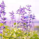 Salvia farinacea 'Blue Victory'