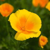 California Poppy 'Golden West'