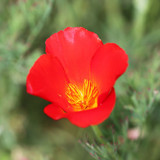 California Poppy 'Red Chief'