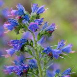 Viper's Bugloss