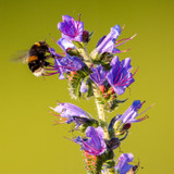 Viper's Bugloss