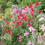 Sweet Pea 'Winston Churchill'