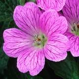 Geranium oxonianum 'Claridge Druce'