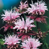 Monarda 'Beauty of Cobham'