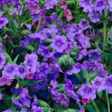 Pulmonaria angustifolia 'Blue Ensign'