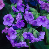 Pulmonaria angustifolia 'Blue Ensign'