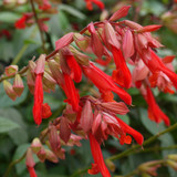 Salvia elegans 'Ember's Wish'