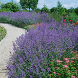 Nepeta faassenii