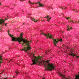 Sedum spectabile 'Brilliant'