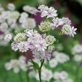 Astrantia major