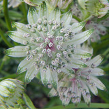 Astrantia major